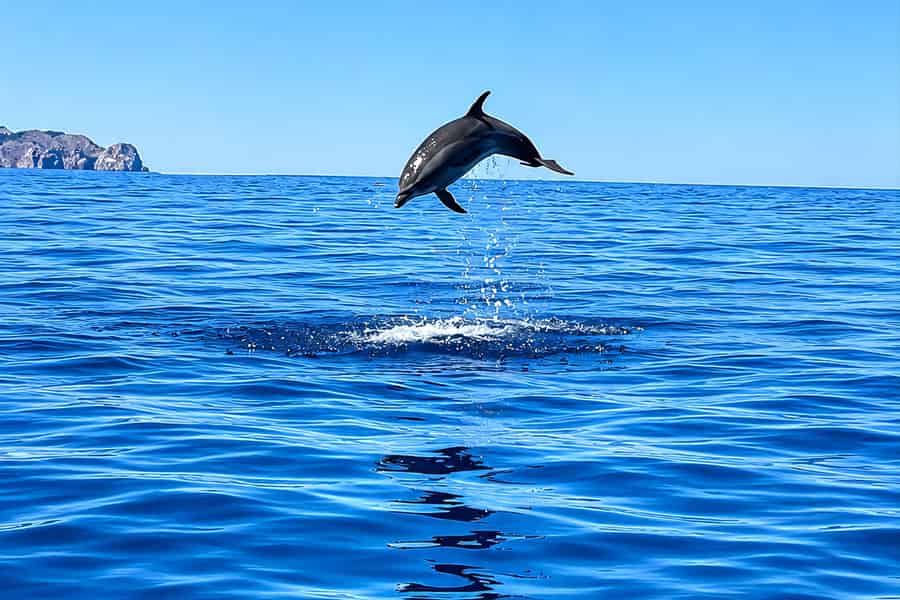 Can Picafort: Bootstour zur Delfinbeobachtung mit Schwimmen und Höhlen. Foto: GetYourGuide