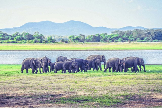 Visit From Dambulla Full Day Safari at Minneriya National Park in Ujjain, Madhya Pradesh