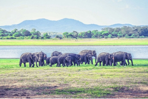 Van Dambulla: volledige dagsafari in Minneriya National Park