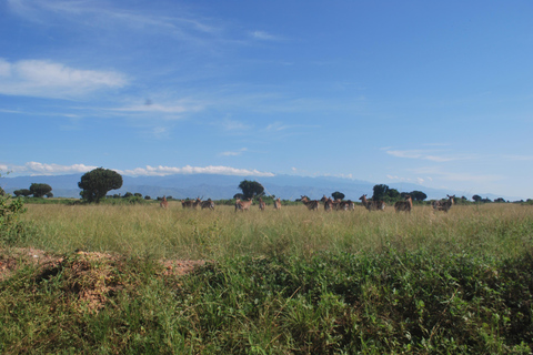 Ouganda : 3 jours de safari dans le parc national Queen Elizabeth