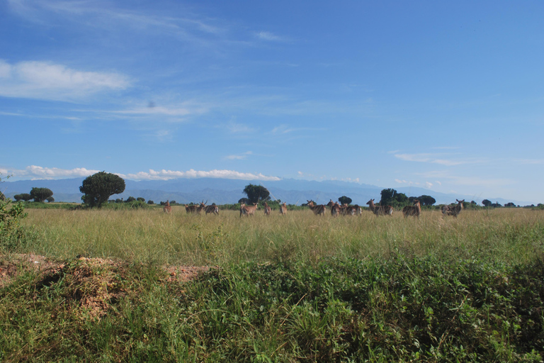 Ouganda : 3 jours de safari dans le parc national Queen Elizabeth