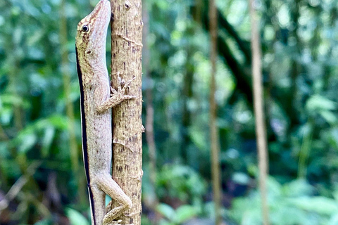 Boquete: Caminatas guiadas por el bosque nuboso