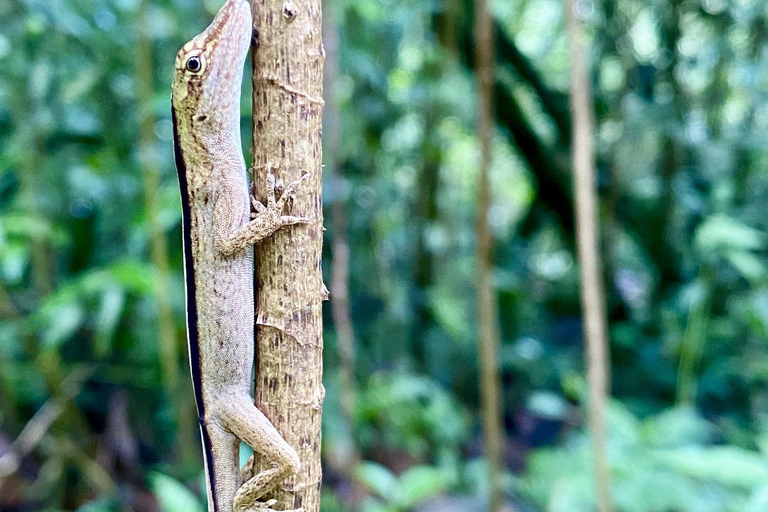 Boquete: Caminhadas guiadas pela floresta nublada