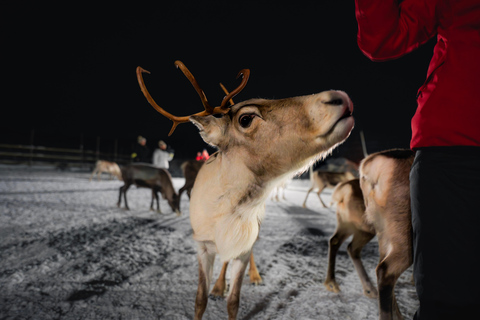 Reindeer Feeding & Chance of Northern Lights with Dinner