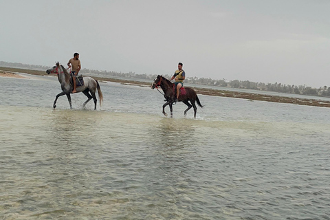 Djerba: 1 hour Horse riding on the beach.
