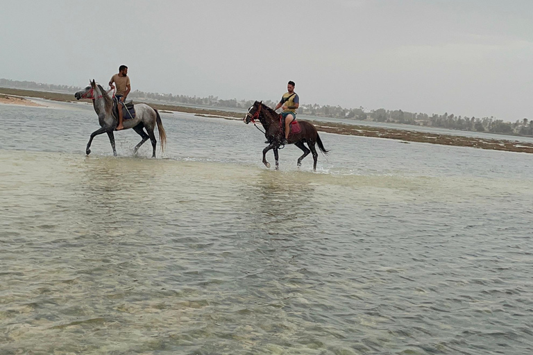 Djerba: 1 hour Horse riding on the beach.