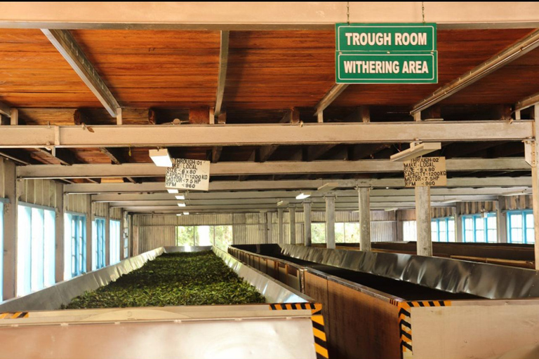 Sigiriya: Kandy Private Transfer with Tea Factory Visit