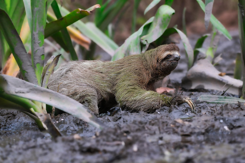 Uvita: Private Day tour Corcovado Park: Sirena Station