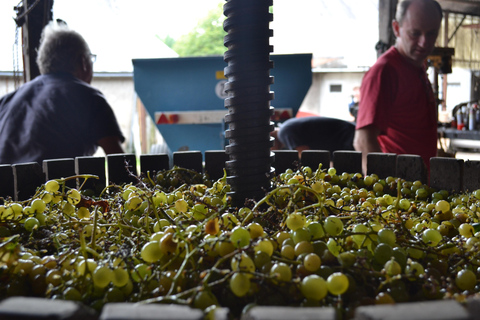Visit a family-run winery and its troglodyte cellar in Bourgueil Visit the family winery and its troglodyte cellar