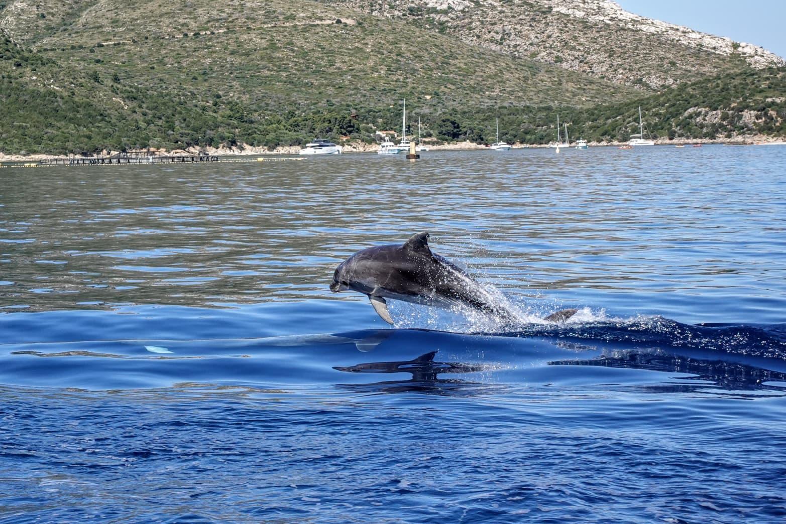 Portisco: Ökologische Bootsfahrt zur Delfinbeobachtung