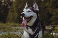 Husky Erlebniswanderung Althütte - Housity