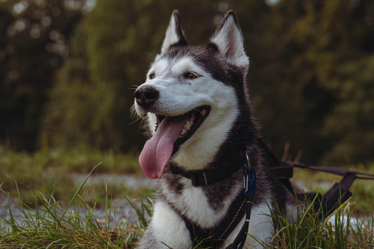 Husky Erlebniswanderung AlthütteCaminhada com a experiência do Husky