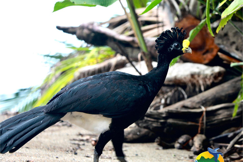 Corcovado nationalpark, San Pedrillo Station, 1 dags vandring