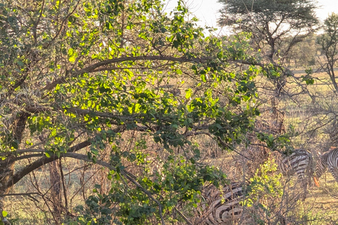 Tansania Wild Explorer