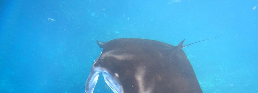 Depuis Lembongan : Plongée en apnée à 3 endroits, visite de la mangrove et de la terre