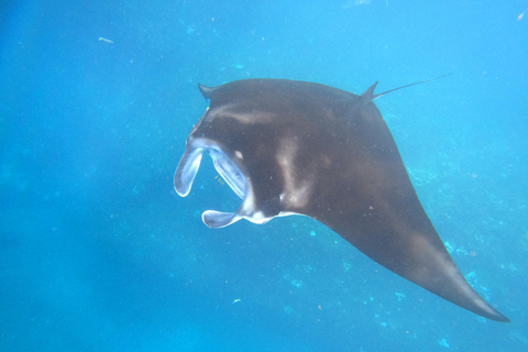 Bali/Nusa Penida: Private Snorkeling With Guide & West Tour Transfer from Sanur Area
