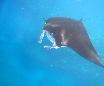 Vanuit Lembongan: Snorkelen 3 Spots, Mangrove en Land Tour