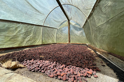 Medellín: Cacao Farm Private Guided Tour