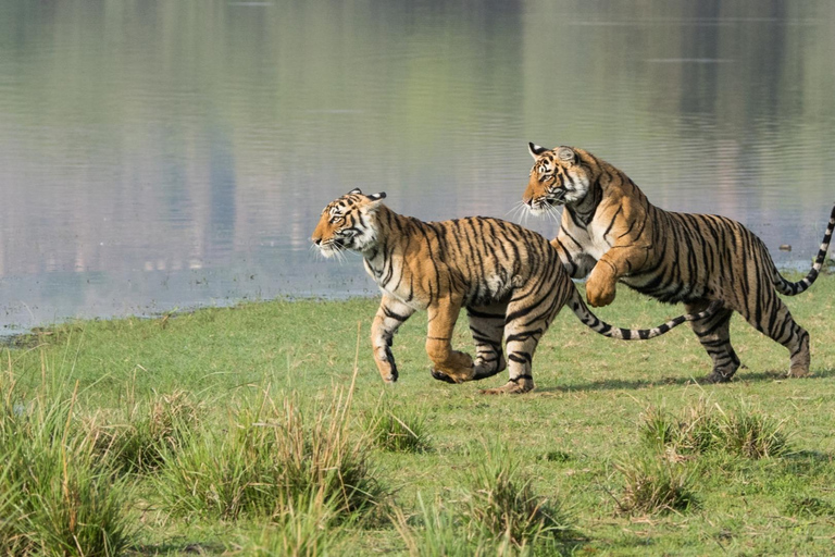 From Delhi: 5-Day Golden Triangle & Tiger Safari Journey Transportation and guide service only