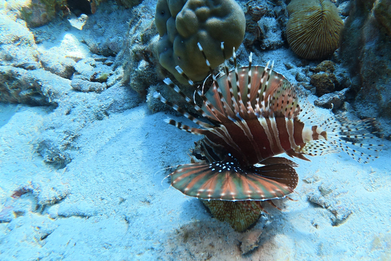 Phuket: Scuba Diving Try Dive with Hotel Pickup