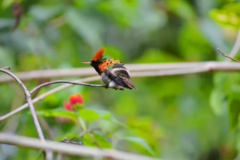 Trinidad: The Humming Bird Experience