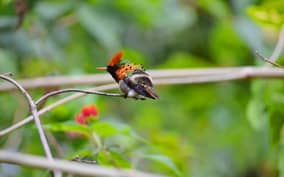 Trinidad: The Humming Bird Experience