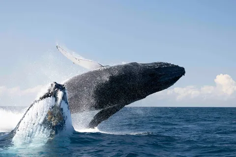 Byron Bay Whale Watching Cruise