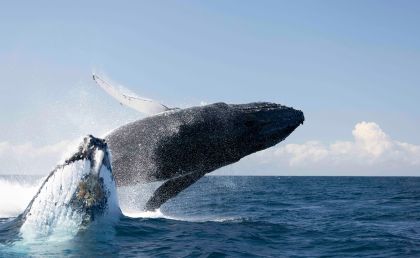 Brunswick Heads, Byron Bay Whale Watching Cruise - Housity