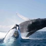 Gold Coast/Coolangatta: Whale Watching with Marine Biologist