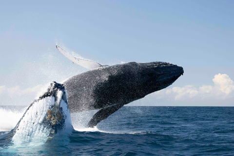 Gold Coast/Coolangatta: Whale Watching with Marine Biologist
