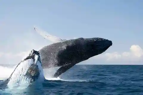 Gold Coast: Whale Watching Tour