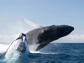 Byron Bay Whale Watching Cruise