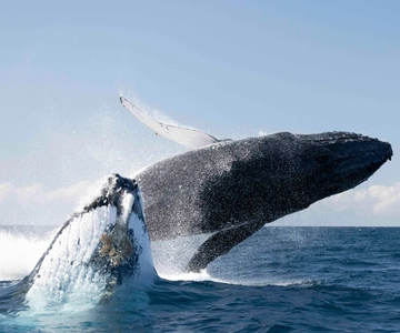 Byron Bay Whale-Watching-Bootsfahrt