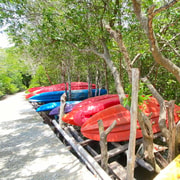 Koh Lanta: Mangrove and Elephant Camp Half-Day Tour