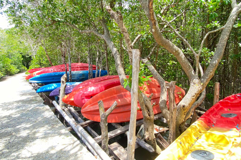 Koh Lanta : visite d&#039;une demi-journée à la mangrove et au camp des éléphants