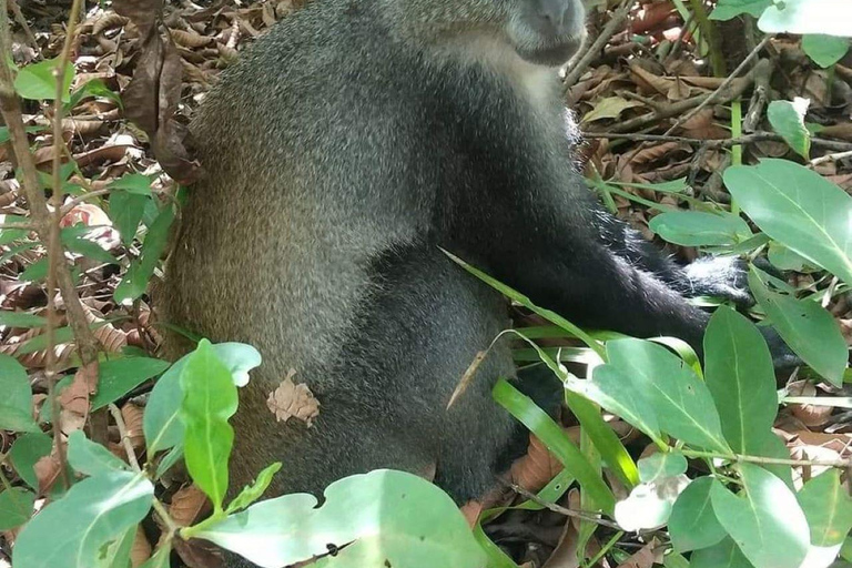 Zanzibar: Jozani natuurwandeling en wildlife tour