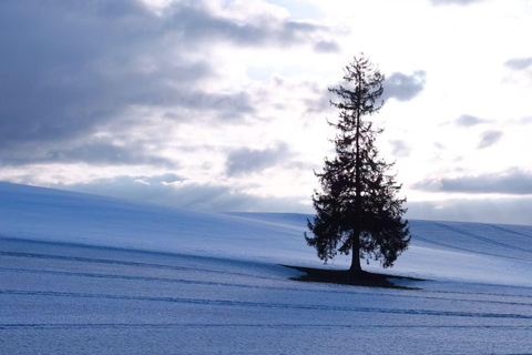 【Winter-Only】 Blue Pond Illumination & Ningle Terrace Tour Sapporo Tv Tower 1F Information Center Departure