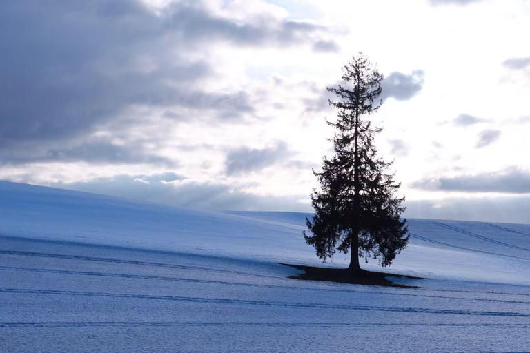 【Winter-Only】 Blue Pond Illumination & Ningle Terrace Tour Sapporo Tv Tower 1F Information Center Departure