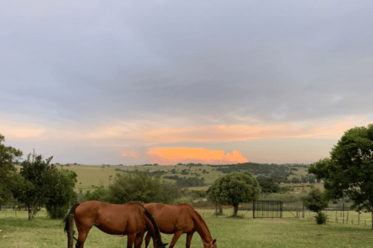 Johannesburg Horse Riding: Return Tranfer Included Lanseria