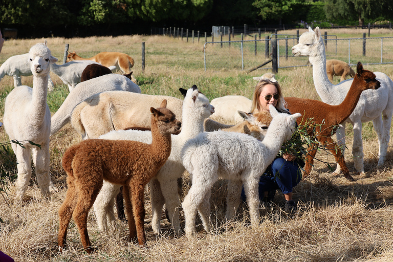 From Christchurch: Alpaca Farm Tour with Feeding and Guide