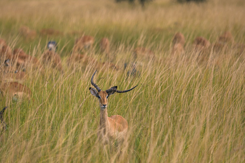 Från Zanzibar: Mikumi Safari med tvåmotorigt flygplan + lunchMikumi Safari – utan transfer