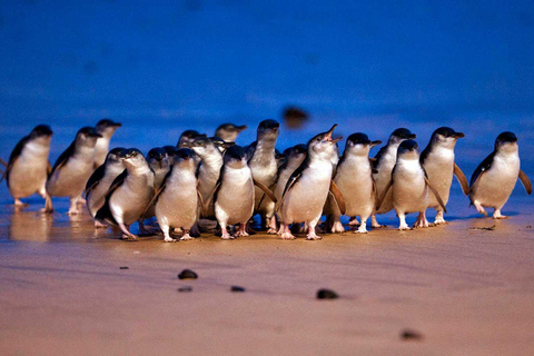 Phillip Island: Private Tour with Penguin Parade Melbourne: Phillip Island Private Tour with Penguin Parade