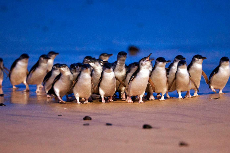 Phillip Island: Private Tour with Penguin Parade Melbourne: Phillip Island Private Tour with Penguin Parade