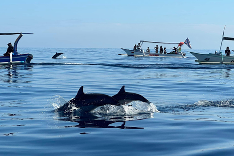 Lovina/Bali: Dolphin Watching Tour, Swimming and SnorkelingSmall Group Tour with Meeting Point