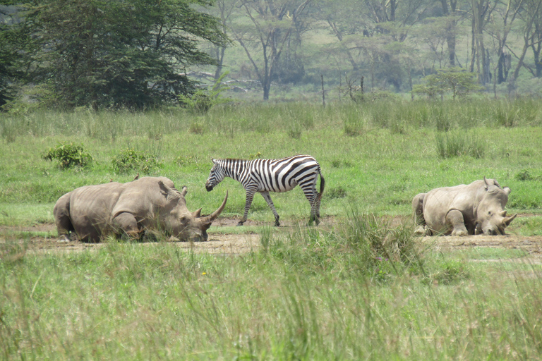 De Nairobi: Viagem de 1 dia ao Parque Nacional do Lago Nakuru