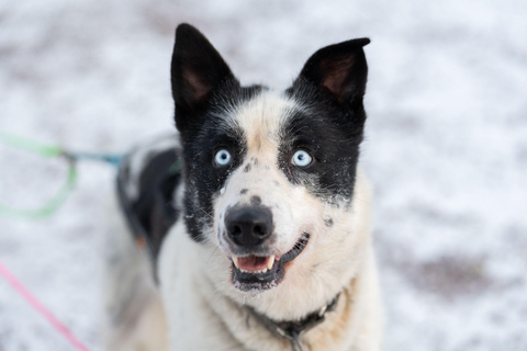 Rovaniemi: Autumn Husky Experience with cart ride and Photos