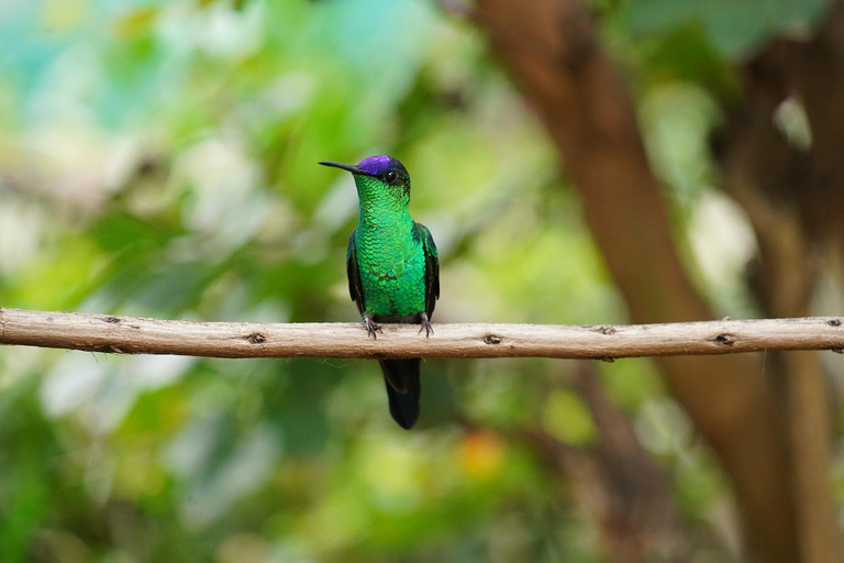 São Paulo: Monte Alegre do Sul Birdwatching Day Trip