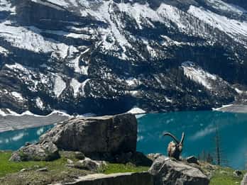 Kandersteg: escursione guidata con un triatleta svizzero