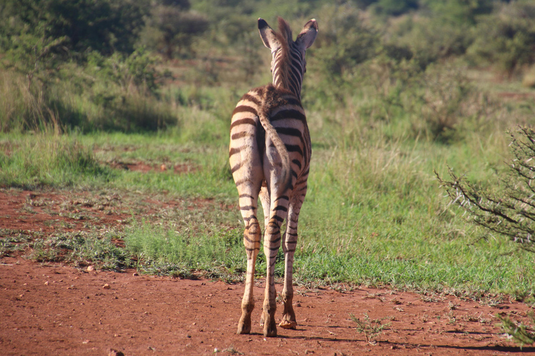 Maravilhas Selvagens de Maasai Mara - Safari de 3 dias