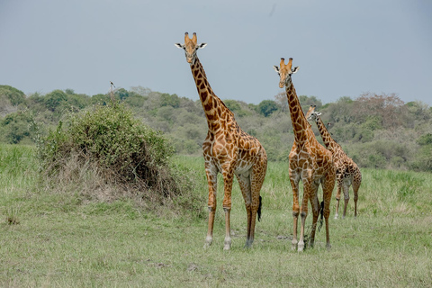 3-Day Murchison Falls Safari